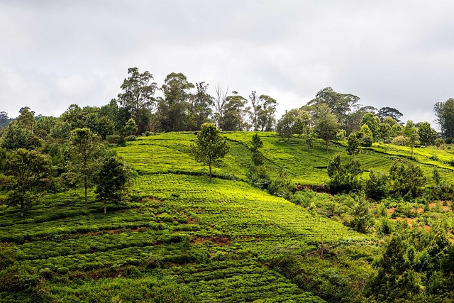 Ooty Travel