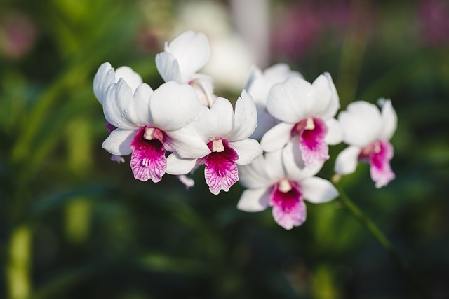 best orchid farms